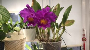 Blc. ( cattleya ) Pink Empress, ее особенности, как я поливаю каттлеи