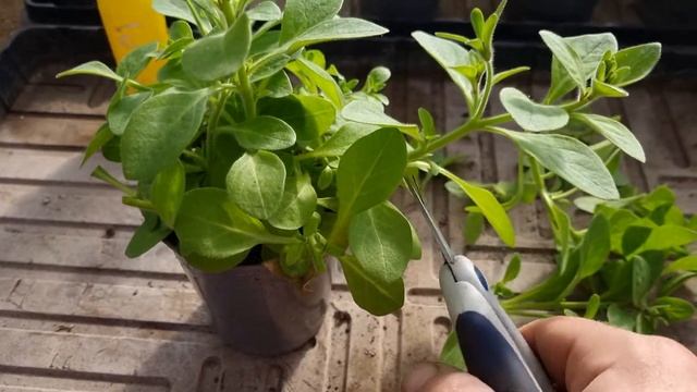 Жёсткая подрезка ампельной петунии Рим Мадженты. смотреть онлайн