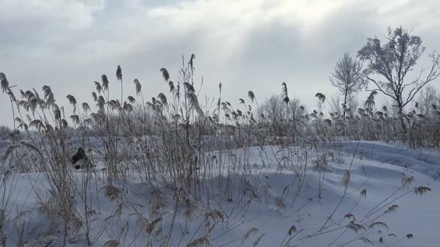 Ямаха нитро 2015 Хабаровск смотреть онлайн