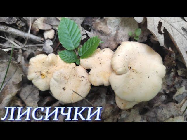 №712/ ПРИЯТНАЯ прогулка в ЛЕС по ГРИБЫ ( Лисички, Сыроежки)