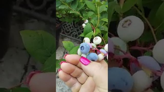 Голубика в горшках 5 л тоже плодоносит. смотреть онлайн