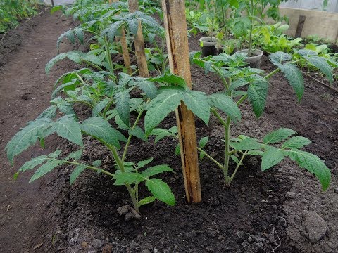 как правильно садить 2 томата в одну лунку: разные способы смотреть онлайн