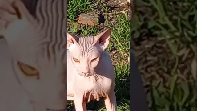 Как прекрасен этот мир!(Кот породы Канадский Сфинкс). смотреть онлайн