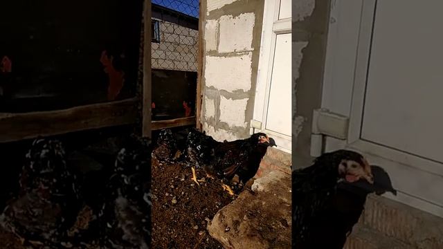 Виандот парцеляновый смотреть онлайн