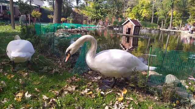 А в нашем городском парке... смотреть онлайн