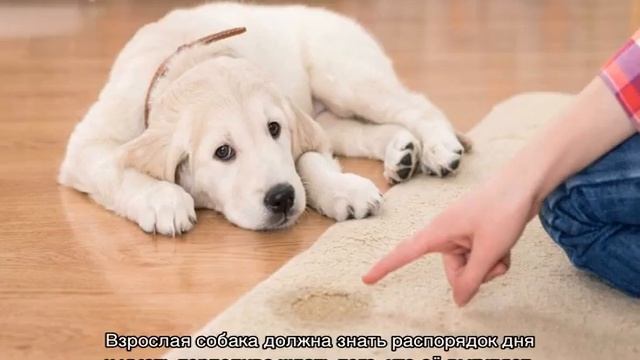 Как отучить собаку писать дома и приучить к улице смотреть онлайн