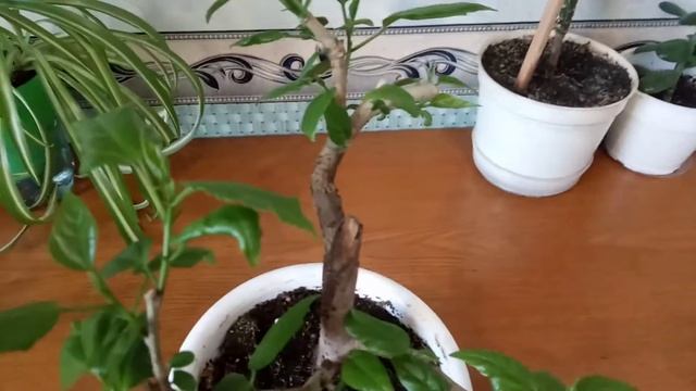 Стрижка и формировка старого кустика комнатного гибискуса смотреть онлайн