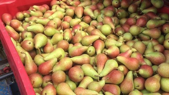 Груша CARMEN. Сбор урожая смотреть онлайн