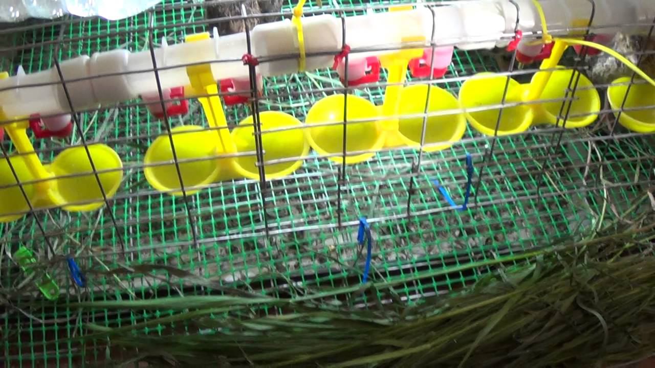 Перепела мини ферма смотреть онлайн