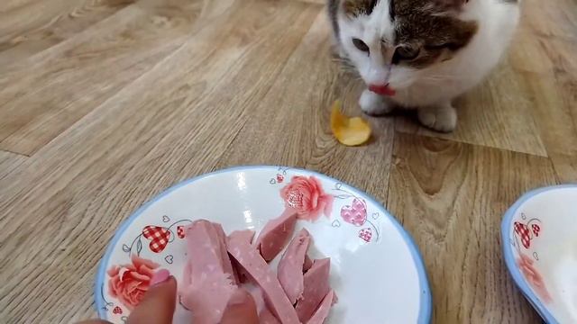 Кошка выбирает еду. Что она выберет ЧИПСЫ или КОЛБАСУ?! Вредная еда для кошек