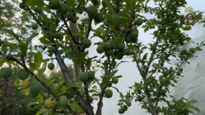 Алыча гибридная Мара в Егорьевском питомнике Никитенко Александра