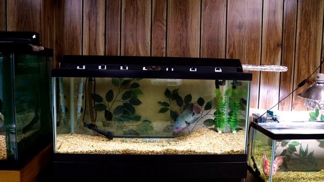 Fish room Tour! plus Infinity IRS epsilon IL 40 speakers something for everyone! смотреть онлайн