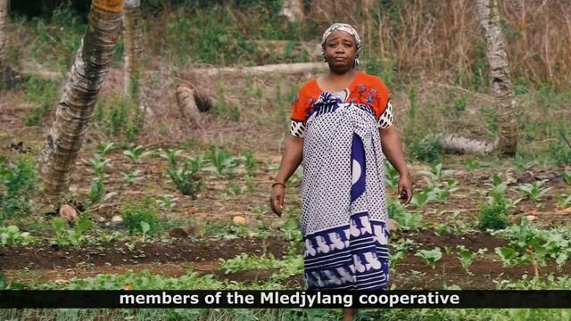 Exploitation of the Ylang Ylang flower in Comoros: good practices смотреть онлайн