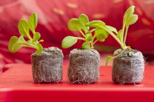 Посадка ампельной петунии в торфяные таблетки , 100 % всхожесть