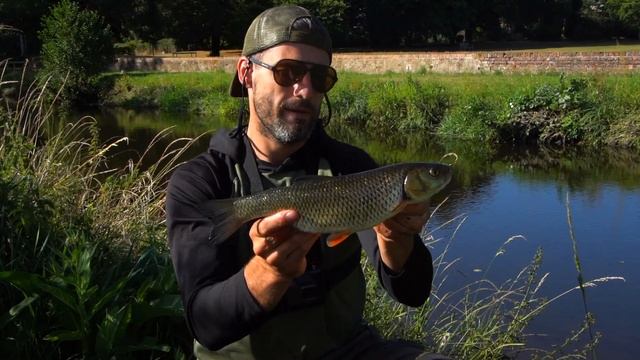 Freelining For Chub - #Chub #Chubfishing #fishing #korum