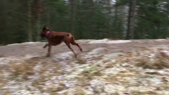 Irish Setter Fun - Red Dog Running смотреть онлайн