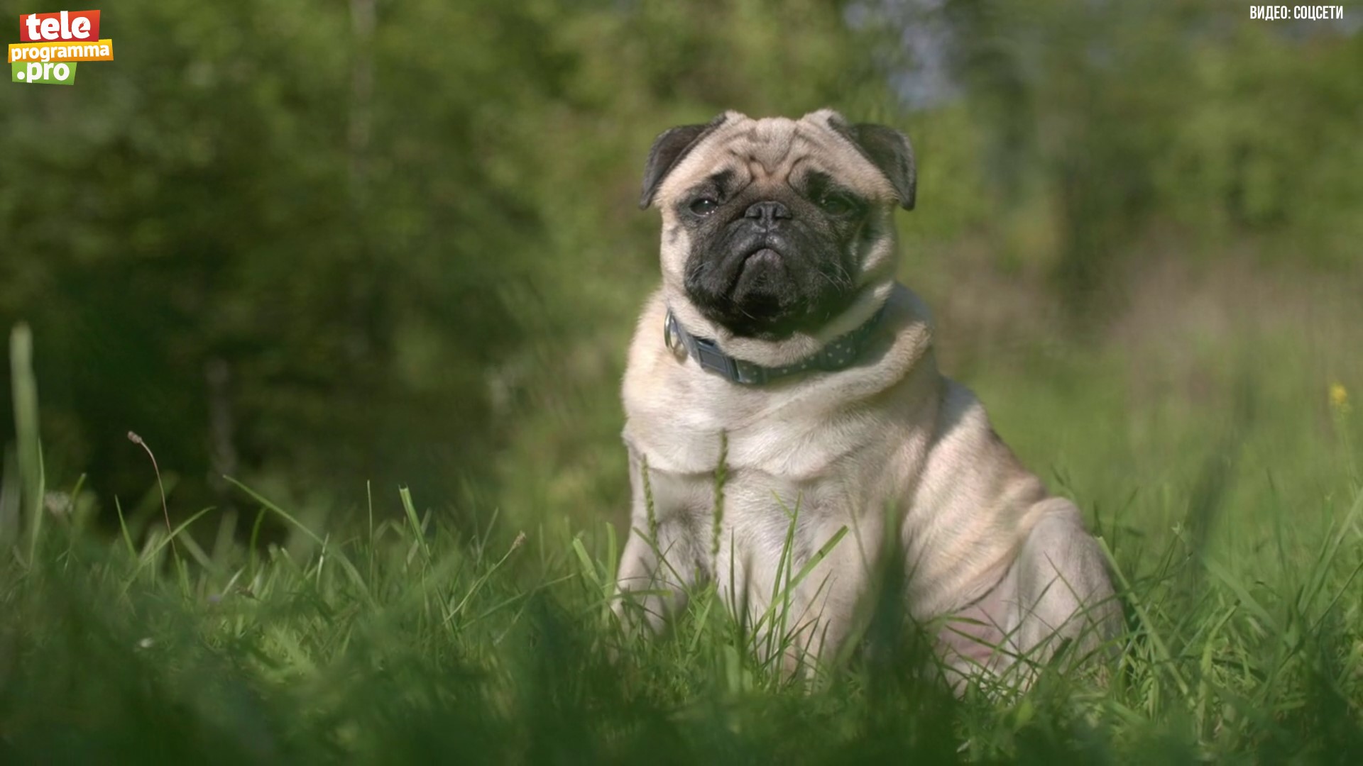 Как мопсы спасли герцога смотреть онлайн