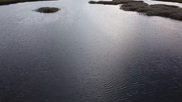 Лебеди на озере Лебяжий около Нижнекамска смотреть онлайн