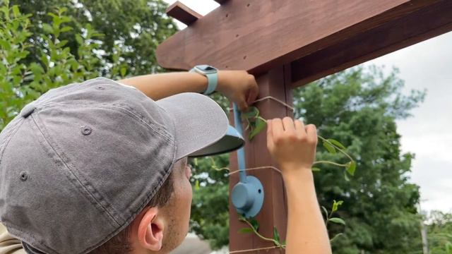 How to Easily Train Growing Vines up a Trellis (Honeysuckle, Clematis, Wisteria) смотреть онлайн