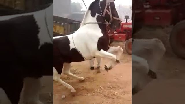 Лошадь танцует смотреть онлайн