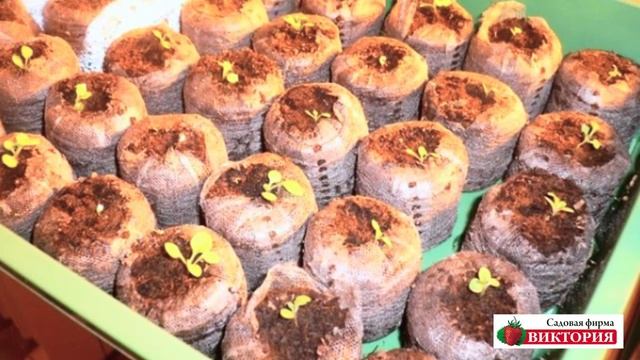 Посев летних цветов - продолжение смотреть онлайн