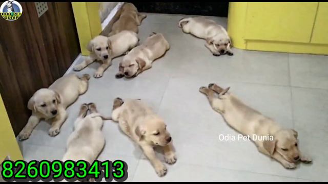 Very Low Price Labrador Retriever Dogs available in Odisha смотреть онлайн
