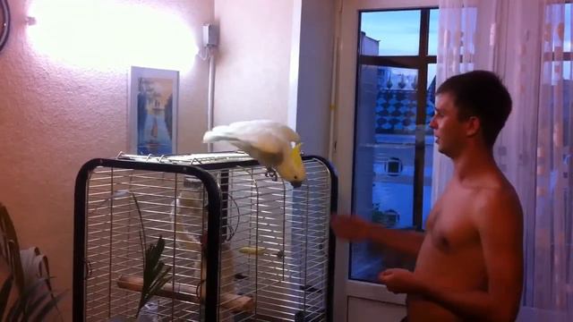 Команда "Крылья" и "Лапу" смотреть онлайн