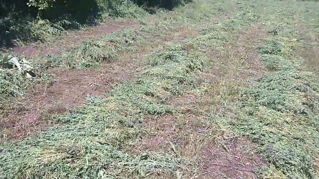 Покос Люцерны. Обзор коз и Нубийского козла смотреть онлайн