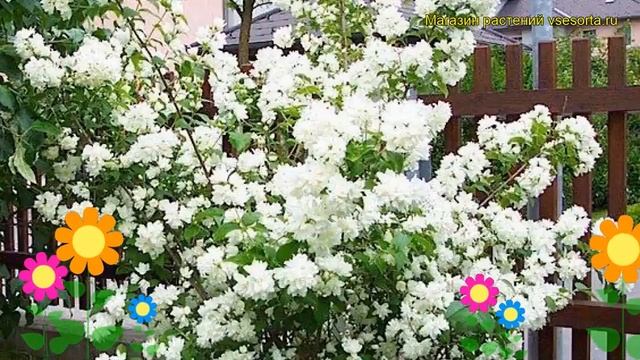 Чубушник венечный Шништрум. Краткий обзор, описание philadelphus coronarius Schneesturm смотреть онлайн