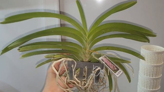 Новые ванды от Ниночки) смотреть онлайн