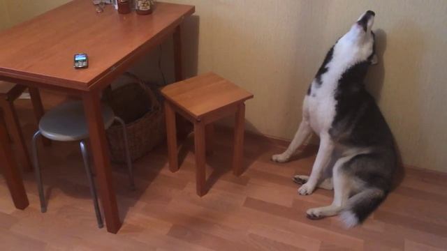 Хаски Ёлка воет на звонок телефона смотреть онлайн