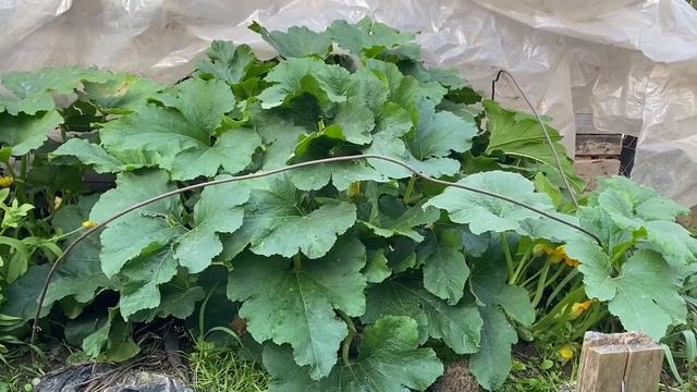 Супер грядка для кабачков/ грядка на компостн ее смотреть онлайн