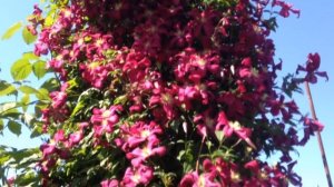 РОЗЫ и КЛЕМАТИСЫ - ИДЕАЛЬНАЯ ПАРА . СОЧЕТАНИЕ ЦВЕТОВ . ПРАВИЛЬНАЯ  посадка. Требование к уходу. САД