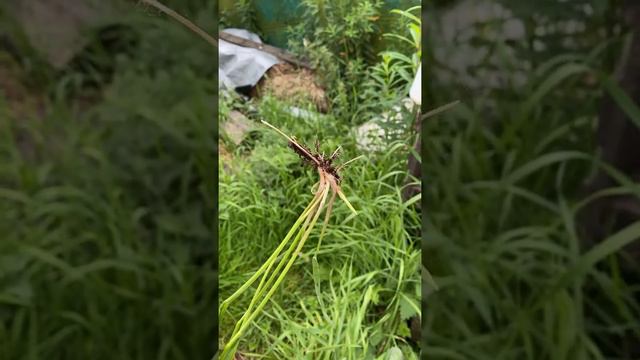 Couch grass #nodig #allotment смотреть онлайн