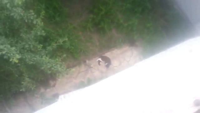 Освежил кота в жаркий летний день смотреть онлайн