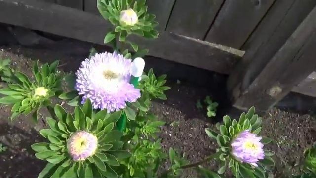 36/19 Теплица / хризантелла / клубника Альбион