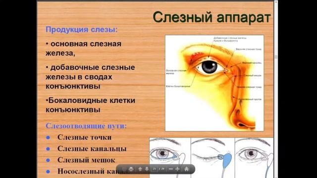 13:50 лекция №1 История офтальмологии. Клиническая анатомия органа зрения смотреть онлайн