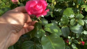 Бесподобная плетистая роза Парад (Parade). Питомник растений Е. Иващенко