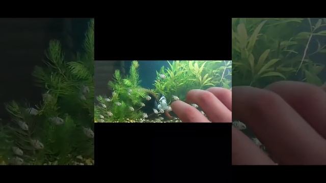 Blue Panda Parrot.Голубая панда/Сапфировый попугай смотреть онлайн