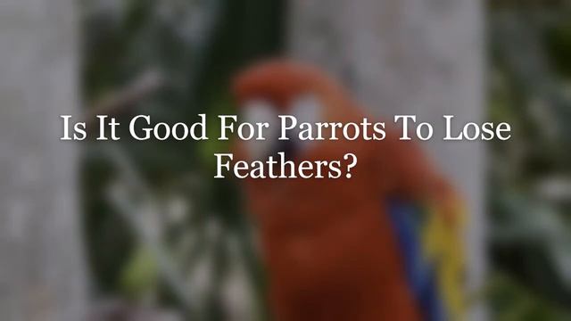 Why Is My Parrot Losing Feathers? смотреть онлайн