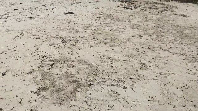 Вся правда и цены о пляже "Падже".Миф о ветре здесь.Африка.Танзания.Занзибар.Январь2022 смотреть онлайн