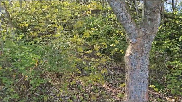 Лучшие курортные города Литвы, Клайпеда и Паланга!🏖️🌊☀️😄🎉 смотреть онлайн