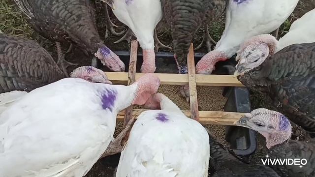 На этом канале ОПЯТЬ ТОЖЕ САМОЕ !!#жизньвстанице#коровы#работа#крс#телята#биржа#инвестиции#биржа#ии смотреть онлайн