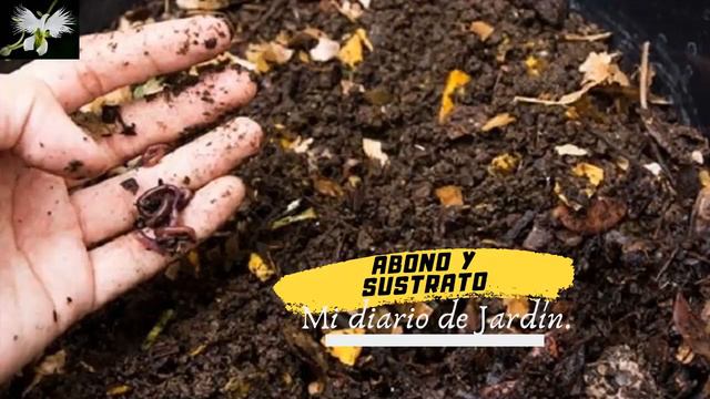 Graptophyllum pictum CUIDADOS DE LA PLANTA caricatura Mi diario de Jardin смотреть онлайн