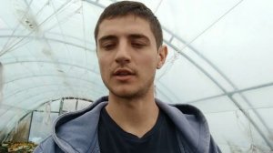 Базилик - выращивание на продажу.