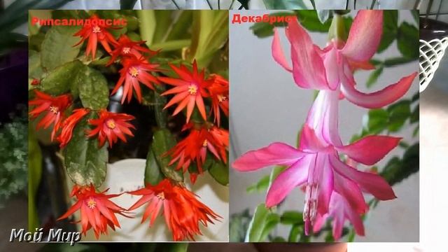 Декабрист (Рождественник) цветет весной? Это Рипсалидопсис! Как отличить? смотреть онлайн