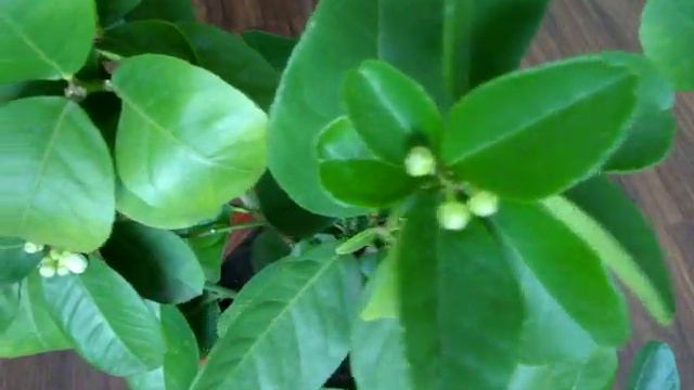 Лимон комнатный весь в бутонах смотреть онлайн