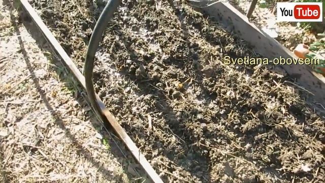 САЖАЕМ ЧЕСНОК ЦЕЛЫМИ ГОЛОВКАМИ и ЗУБКАМИ.ГОЛОВКИ ВЫРАСТУТ ОГРОМНЫЕ ,ЕСЛИ ТАК САЖАТЬ ЧЕСНОК. смотреть онлайн