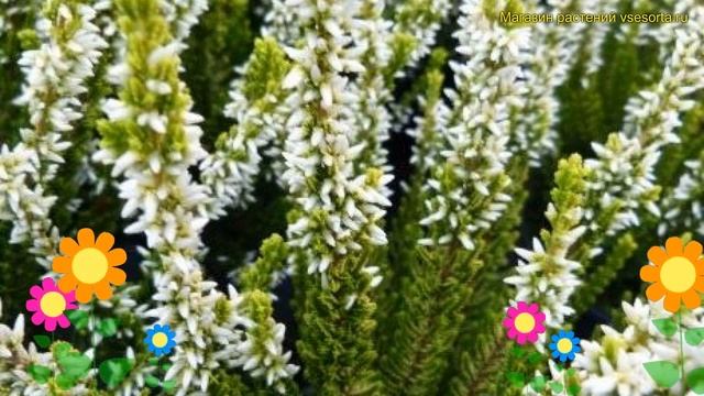 Вереск обыкновенный Вера. Краткий обзор, описание характеристик Calluna Vulgaris Vera