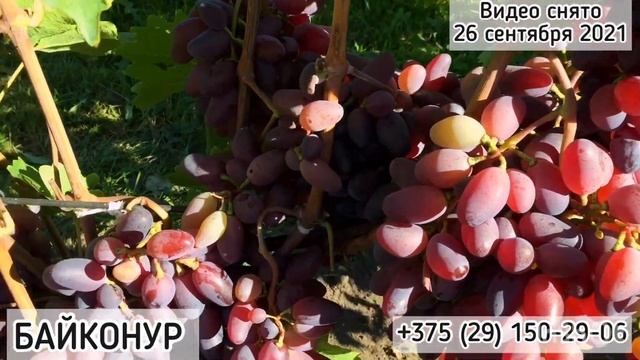 БАЙКОНУР - из года в год отличный результат! (Беларусь, 2021) смотреть онлайн